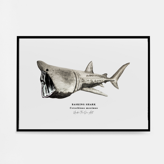 Marine Life Art Work - A4 & A5