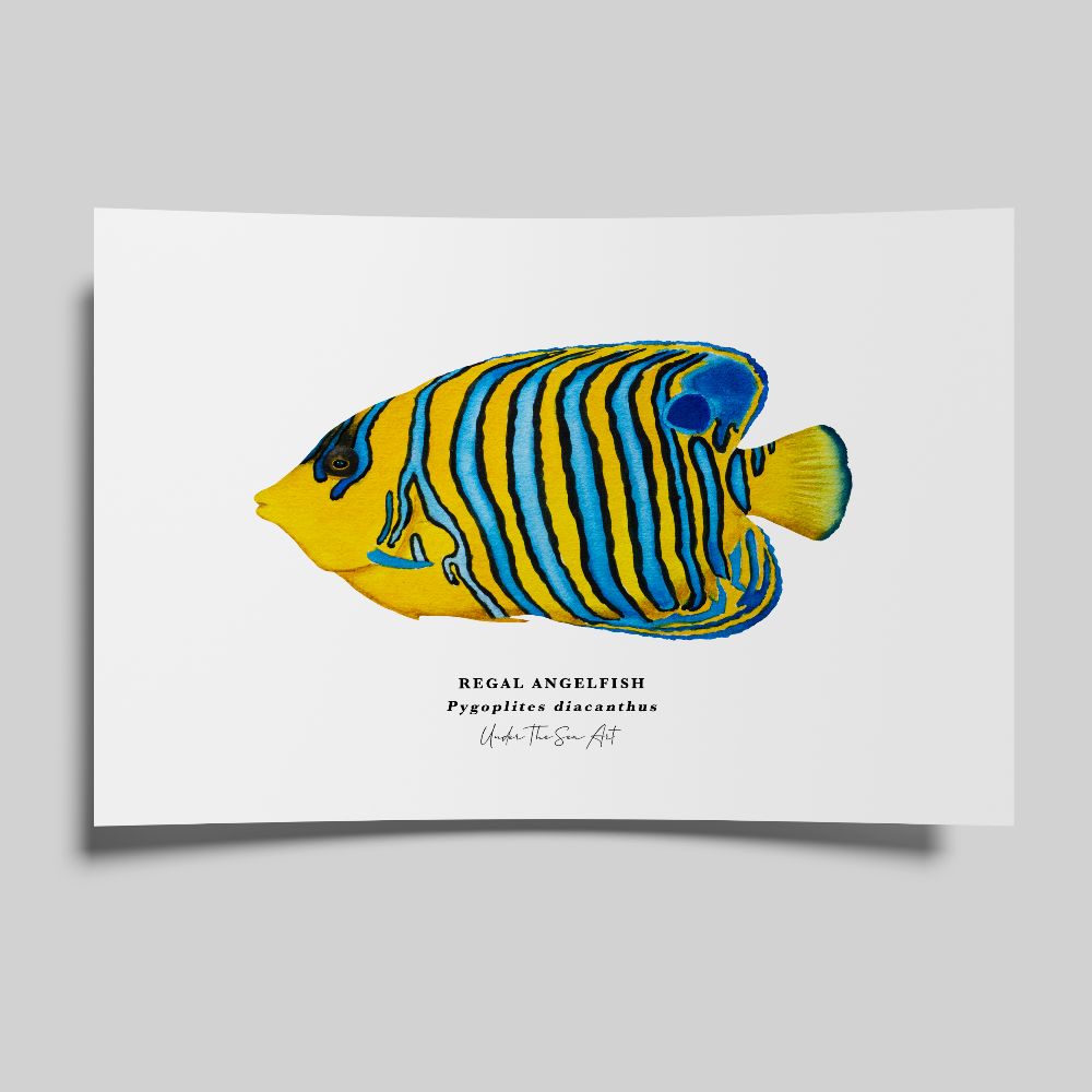 Card with a colorful fish illustration on a gray background
