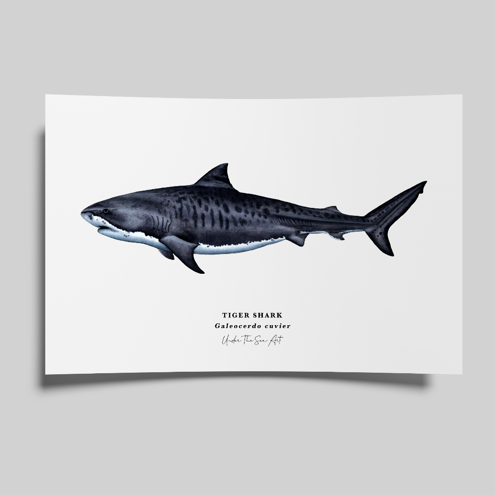 Poster of a tiger shark on a gray background