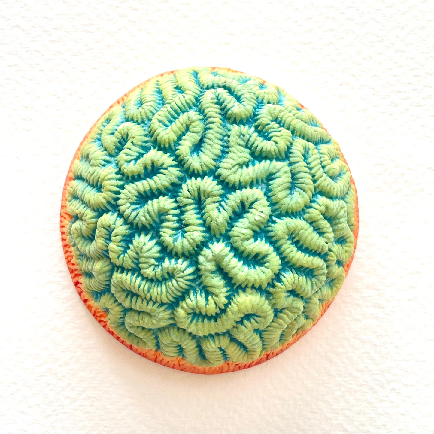 Porcelain Brain Coral