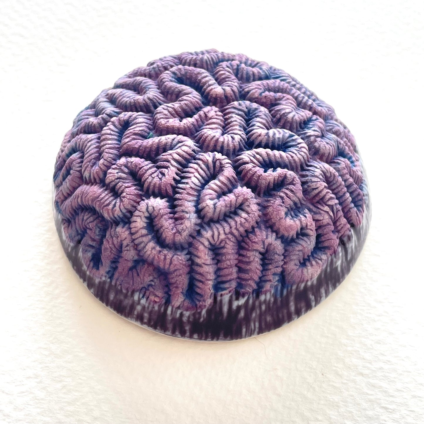 Porcelain Brain Coral