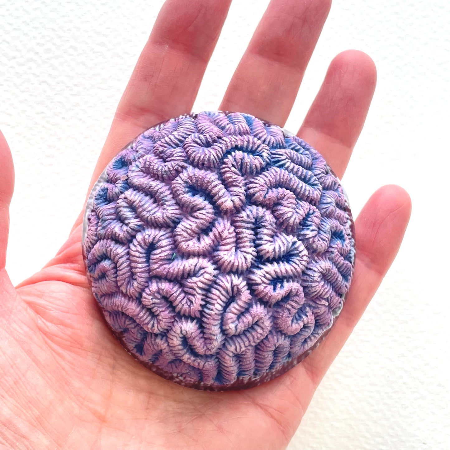 Porcelain Brain Coral