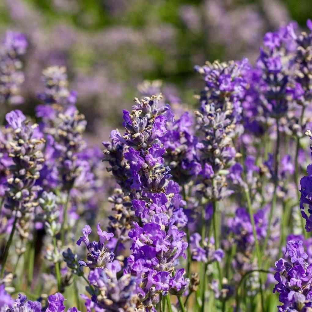 Lavender Candle 40hr
